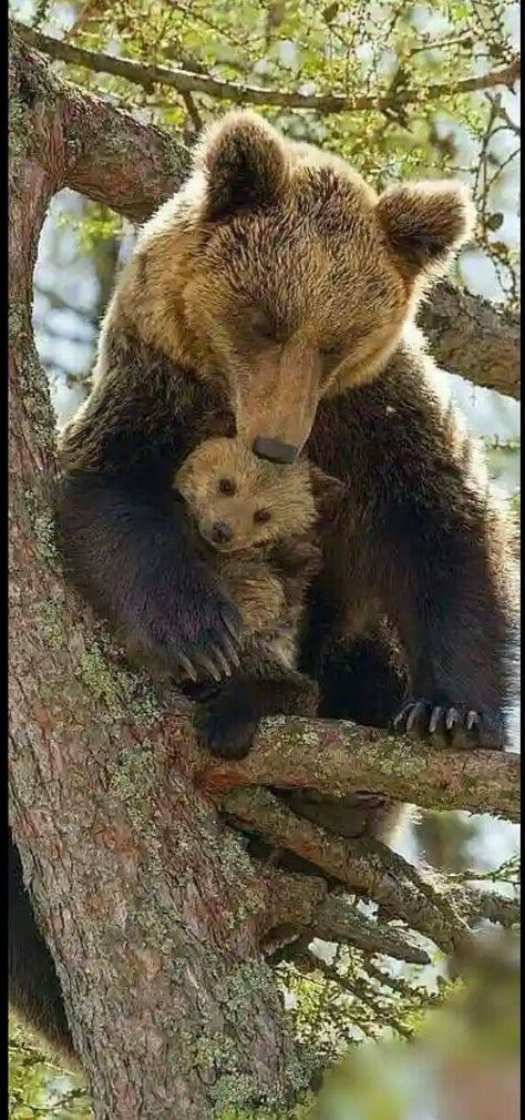 Mother Bear, Regnul Animal, Love Bear, Sweet Animals, Animal Planet, Animal Photo, Brown Bear, 귀여운 동물, Animals Friends