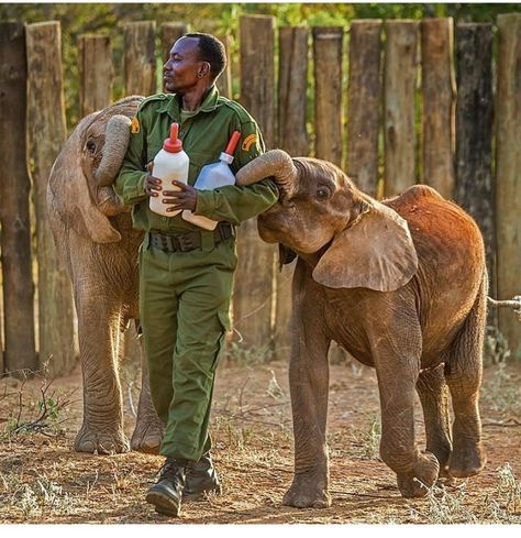 Animals Video, Sheldrick Wildlife Trust, Wildlife Biologist, Zoo Keeper, Baby Elephants, Elephant Sanctuary, Elephant Lover, Elephant Love, Animal Sanctuary