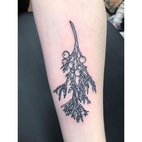 Juniper Berry Illustration, Juniper Tattoo Branches, Juniper Berry Tattoo, Juniper Branch Tattoo, Juniper Tree Tattoo, Oregon Tattoo Ideas, Juniper Tattoo, Portland Oregon Tattoo, Turkish Tattoo