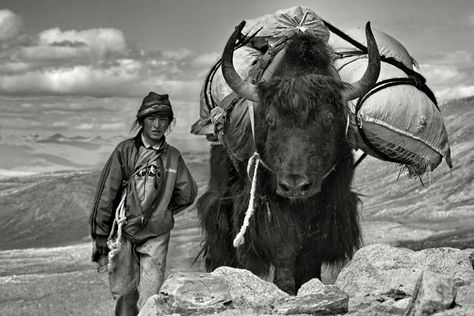 Tibetan Yak, Magazine Web Design, We Are The World, People Of The World, Documentary Photography, Back To Nature, Black And White Photographs, Animal Planet, Mongolia