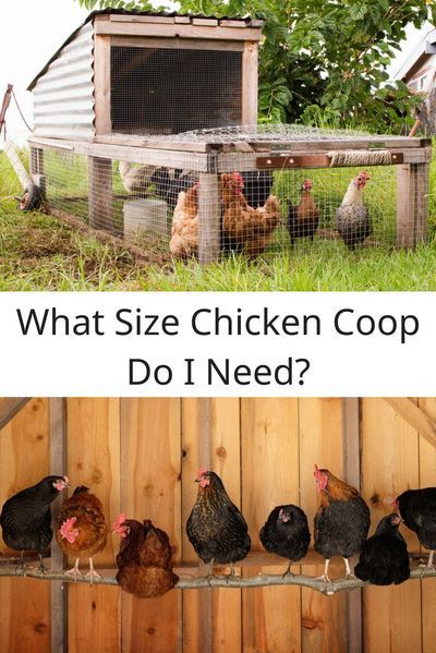 Chicken Coop Small Backyard, Diy Chicken Coop Ideas Easy Cheap, Cheap Chicken Coop, Chicken Coop Build, Chicken Coop Designs Diy, Chicken Perch, Chicken Coop Blueprints, Chicken Perches, Cheap Chicken Coops