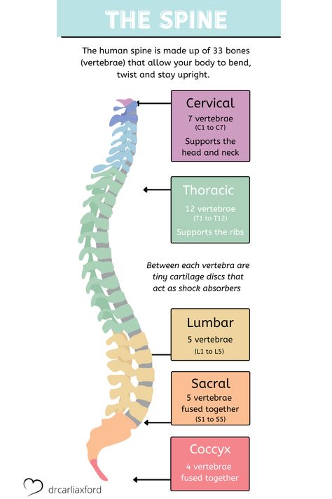 As part of the Spinal Flow Technique Certification Program our students learn about the spine. Here is a diagram showing the cervical, thoracic, lumbar, sacral and coccyx regions. Cervical Thoracic Lumbar, Spine Diagram Anatomy, Spinal Flow Technique, Chiropractor Student, Spine Diagram, Cervical Spine Anatomy, Spinal Flow, Spinal Anatomy, Chiropractic Assistant