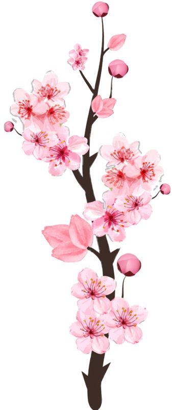 Cherry Blossom Vector, Sakura Branch, Realistic Watercolor, Sakura Bloom, Flower Blooming, Branch Vector, Pink Sakura, Blossom Branch, Flower Vector