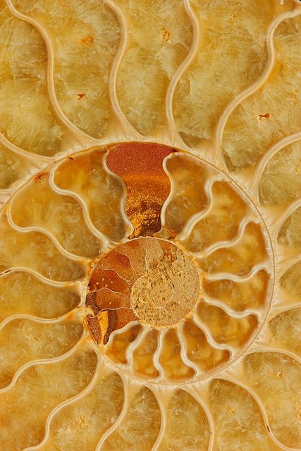 Fossil Aesthetic, Spirals In Nature, Divine Proportion, Geometry In Nature, Fibonacci Spiral, Ammonite Fossil, Foto Art, Back To Nature, Unique Presents