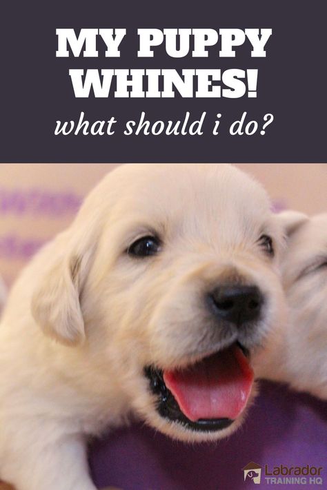 Puppy Whining, Puppy Recipes, Labrador Training, Puppy Things, Stop Whining, Puppies Tips, Dog Ideas, Best Dog Training, My Puppy