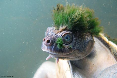 Human activity threatens some of the 'most unique animals on the planet,' researchers warn | World News | tucson.com River Turtle, Freshwater Turtles, Weird Look, Endangered Species, Unique Animals, An Animal, Amphibians, Queensland, Madagascar