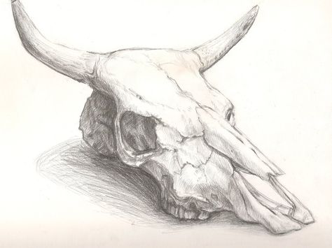 cattle skull drawing Cow Skull Art Drawing, Buffalo Skull Drawing, Animal Skull Painting, Cattle Skull Tattoo, Bull Skull Drawing, Longhorn Skull Drawing, Queen Sketch, Animal Skull Drawing, Skulls Animal