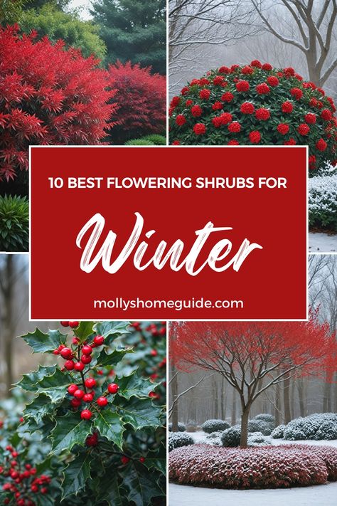 Discover the best shrubs for winter that will keep your garden vibrant all year long. From evergreen plants for year-round color to low maintenance shrubs perfect for shade, these winter garden plants offer beauty and interest even in the coldest months. Enhance your curb appeal with stylish winter flowers and create a no-care landscape with these top picks. Add a touch of green to your outdoor space with these shrubs for winter interest that are perfect for any garden style. Winter Garden Landscape Design, Zone 4 Winter Garden, Year Long Plants, Fall And Winter Garden, Winter Landscape Design, Fast Growing Evergreen Shrubs, Winter Patio Plants, Garden Winter Ideas, Winter Front Yard Landscaping