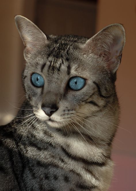 Egyptian Mau Cat Aesthetic, Egyptian Mau Cat, Mau Cat, Cat References, Purebred Cats, Egyptian Mau, House Cats, Cat Language, Warrior Cats Fan Art