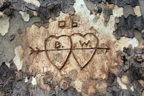 Love Tree Carving. Initials with hearts around them are carved into the side of #Sponsored , #paid, #Affiliate, #Tree, #carved, #side, #Carving Tree Carving Initials, Old Oak Tree, Tree Of Life Tattoo, Carved Heart, Tree Carving, Magnolia Trees, Love Tree, Tree Bark, Stock Photography Free