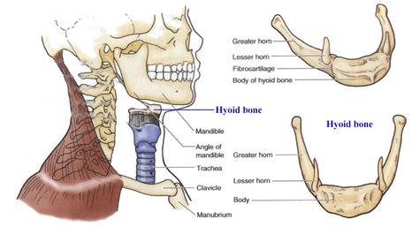 Hyoid bone and related muscles and ligaments | RANZCRPart1 Wiki | Fandom powered by Wikia Hyoid Bone Anatomy, Hyoid Bone, Neck Muscle Anatomy, Anime Bodies, Neck Anatomy, Bone Drawing, Anatomy Notes, Paranasal Sinuses, Shoulder Muscle