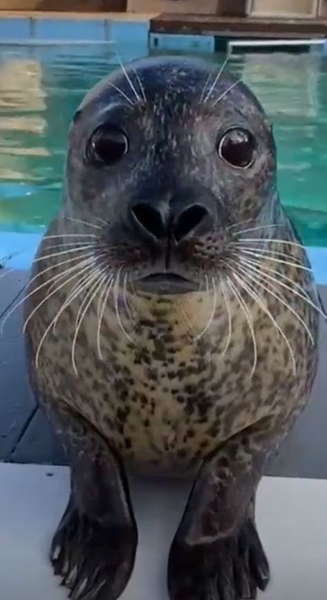 Baby Sea Lion, Lion Face, Water Dog, Sea Lion, Cutest Thing Ever, Sea Life, Seals, Panther, The Cutest