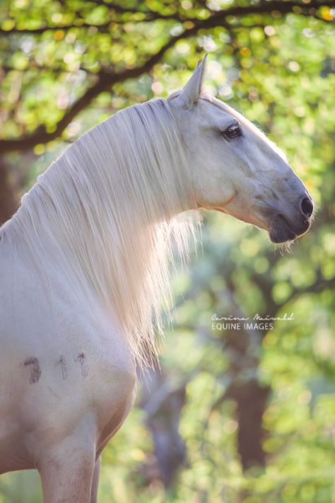 Lipizzan by Carina Maiwald Lusitano Horse, Horse Inspiration, Grey Horse, Majestic Horse, Horses And Dogs, I Love Horses, All The Pretty Horses, Horse Crazy, Clydesdale