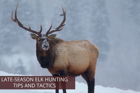 Elk Hunting Tips, Southwest Colorado, Bull Elk, Hunting Tips, Elk Hunting, Colorado Mountains, Eye Strain, Pet Beds, Weather Conditions