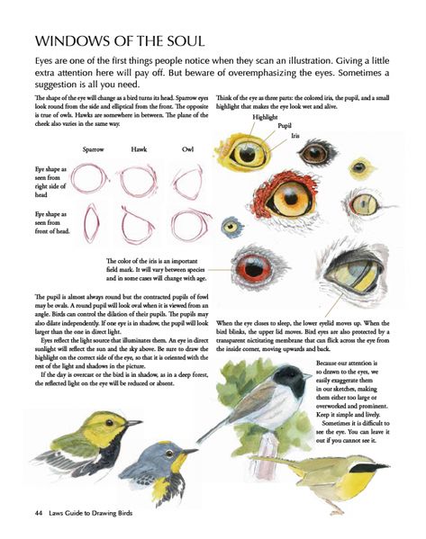 Laws Guide to Drawing Birds eyes Diy With Kids, Drawing Birds, Nature Sketch, Bird Artwork, Nature Journal, Bird Drawings, Yandex Disk, Eye Drawing, Birds Eye