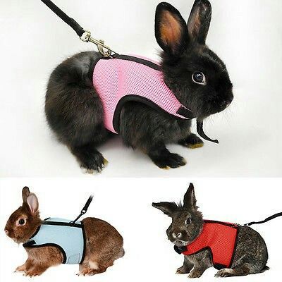 Baby Ferrets, Pet Rabbit Care, Pet Bunny Rabbits, Bunny Care, Bunny Cages, Small Animal Supplies, Pet Bunny, Pet Leash