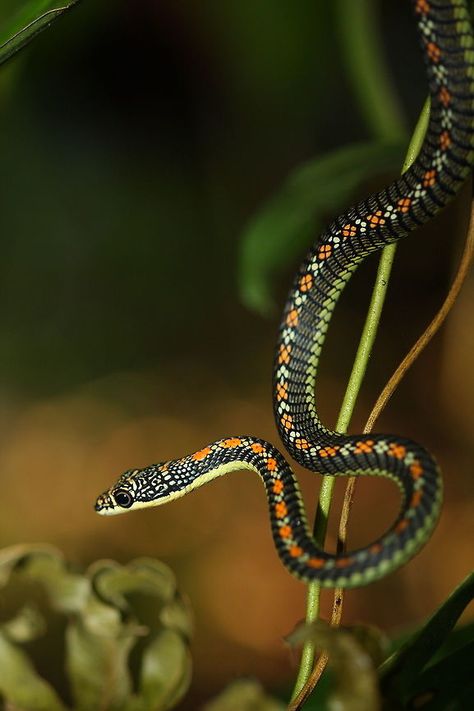 Paradise Flying Snake, Cursed Aesthetic, Flying Snake, Spiders And Snakes, Snake Photos, Cool Snakes, Types Of Snake, Dark Stories, Beautiful Snakes