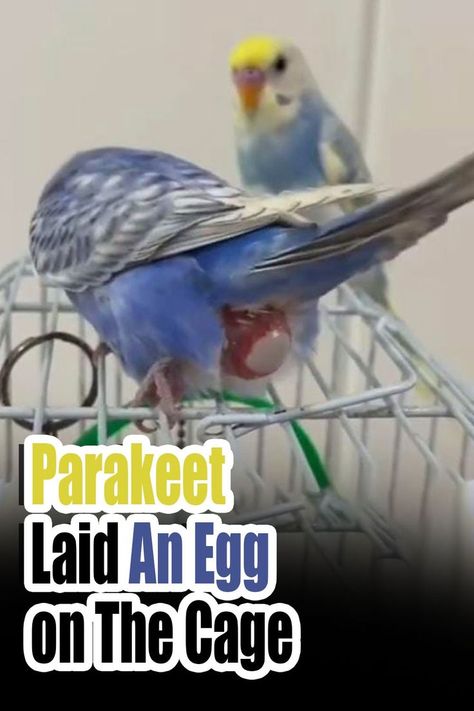 Parakeet Laid An Egg on The Cage Nest Box, The Cage, Nesting Boxes, An Egg, Have You Ever, Pet Birds, Parrot, Egg, Birds