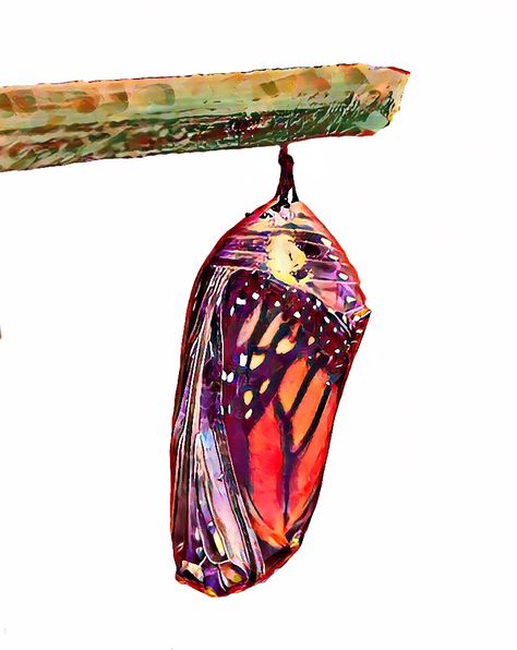 Digital painting of a monarch butterfly about to hatch from its chrysalis. The normally green chrysalis turns clear in the hours before the butterfly emerges. Butterfly Hatching, Monarch Chrysalis, Butterfly Cocoon, Butterfly Chrysalis, The Hours, Gcse Art, Ap Art, Monarch Butterfly, The Butterfly