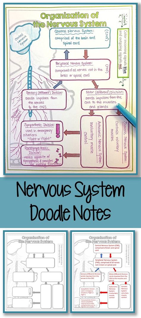 Nervous System Doodle Notes- A great introduction to the central and peripheral nervous systems. Nervous System Projects, Nervous System Anatomy, Medical Notes, Human Body Unit, Peripheral Nervous System, Nursing School Survival, Brain Anatomy, Ap Biology, Doodle Notes