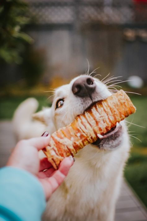 Dog Treat Photography, Healthy Dog Treats Homemade, Dog Business, Dog Photoshoot, Dog Photograph, Dog Snacks, Dog Boarding, Dog Eating, Homemade Dog