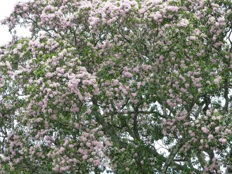 The beautiful Cape chestnut: Host to the citrus swallowtail butterfly – letting nature back in White Flowering Trees, Swallowtail Butterflies, African Tree, Tropical Africa, Street Trees, Chestnut Trees, Swallowtail Butterfly, Chestnut Horse, Ornamental Trees