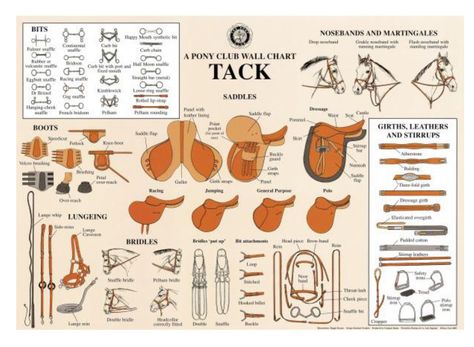 Tack Equine Studies, Horseback Riding Tips, Horseback Riding Lessons, Horse Lessons, Horse Information, Horse Knowledge, Horse Care Tips, Riding School, Horse Riding Tips