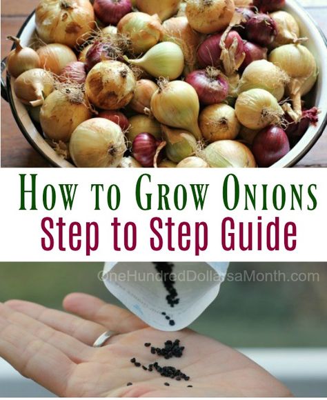 Grow Onions, Plantarea Legumelor, Onion Seeds, Growing Onions, Vegetable Garden Tips, Fall Vegetables, Fall Garden Vegetables, Backyard Vegetable Gardens, Organic Vegetable Garden