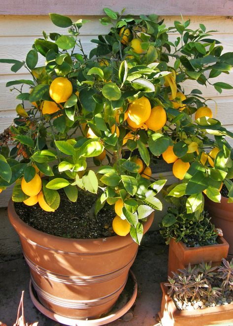 Indoor Lemon Tree, Lemon Plant, Meyer Lemon Tree, Tattoo Plant, Indoor House Plants, Citrus Plant, Best Indoor Plants, Citrus Trees, Meyer Lemon