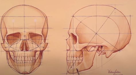 Anatomy Drawing Practice, Skull Drawing Sketches, Draw A Skull, Artistic Anatomy, Drawing Proportions, Human Anatomy Reference, London Drawing, Skull Model, Skull Sketch