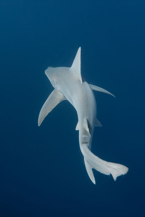 Sea Puppies, Wobbegong Shark, Ground Shark, Shark Project, Sandbar Shark, Sand Shark, Silky Shark, Twenty Dollar Bill, Shark Photos