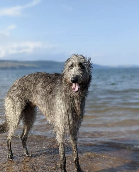 Intimidating Dog Breeds, Scottish Wolfhound, Deer Hound, Belgian Dog, Dog Types, Sight Hounds, Scottish Deerhound, All Breeds Of Dogs, 110 Pounds