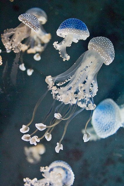 White Spotted Jellyfish Wallpaper, Australian White Spotted Jellyfish, Jellyfish White, Unique Jellyfish, Spotted Jellyfish, Ocean Jellyfish, White Spotted Jellyfish, Beautiful Jellyfish, White Jellyfish