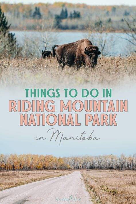 Looking for a Canadian adventure filled with wildlife, hiking, lakes, and sunsets? You need to plan a visit to Riding Mountain National Park in Manitoba! Learn how to get to Riding Mountain, what to do in Riding Mountain National Park, the best hikes, and more. And don’t forget where to see bison in Manitoba! #RidingMountainNationalPark #Manitoba #Bison #TravelManitoba #TravelCanada Canadian Travel Destinations, Riding Mountain National Park, Manitoba Travel, National Park Camping, Canada Travel Guide, Canadian Travel, Manitoba Canada, Sailing Adventures, Drink Tea