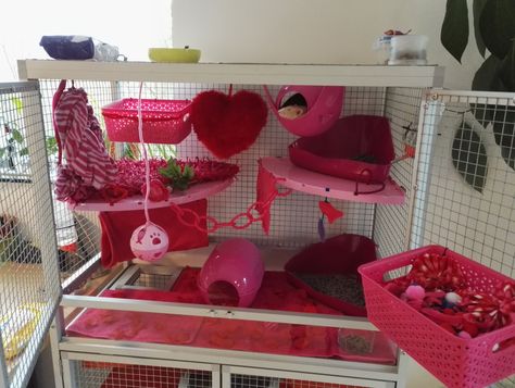 Pink Rat Cage, Cute Rat Cage, Aesthetic Rat Cage, Homemade Rat Cage Ideas, Diy Rat Cage, Rat Cage Ideas, Pet Rat Cages, Rattus Rattus, Rat Care