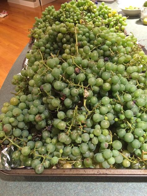 For the 2nd year in a row, I’ve got a big harvest of seeded grapes. Now I just need to know what to do with them. Last year I got 65 pounds of grapes and was pretty overwhelmed, giving away at least a third of them. This year, I’ve had massive losses to birds, animals (probably fox and raccoon, though it wouldn’t surprise me if the groundhog (s) got some too), and wasps. I’ve been picking for the last two days and have about 40 pounds. The bigger issue with the creatures, is that I think th What To Do With Grapes From Vine, White Grapes Recipes, Green Grape Recipes, Things To Make With Grapes, Preserving Grapes, Grape Ideas, What To Make With Grapes, What To Do With Green Grapes, Green Grape Recipes Ideas