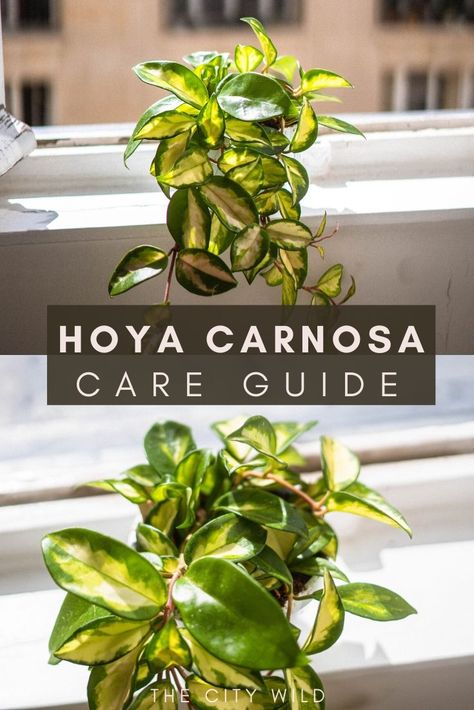 Carnosa Hoya, Wax Plant, Hoya Propagation Water, Propagating Hoya Plant, Hoya Carnosa Care, Hoya Care, Hoya Wax Plant, Hoya Plant Care, Hoya Carnosa