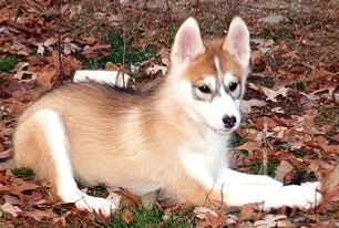 Siberian Husky Colors | Aruff Siberians Sable Husky, Red And White Husky, Siberian Husky Colors, White Husky Puppy, Husky Colors, White Siberian Husky, White Husky, My Husky, Husky Puppy