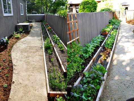 Raised Gardens, Vegetable Garden Beds, Large Backyard Landscaping, Narrow Garden, Backyard Garden Layout, Garden Herbs, Building A Raised Garden, Backyard Garden Landscape, Tiered Garden