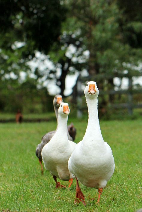 March of the Geese  #goose #geese #farm #farmlife #poultry White Goose, Duck Gifts, Incredible Creatures, Pretty Animals, Animal Sketches, Bird Drawings, Nature Aesthetic, Animals Of The World, 귀여운 동물