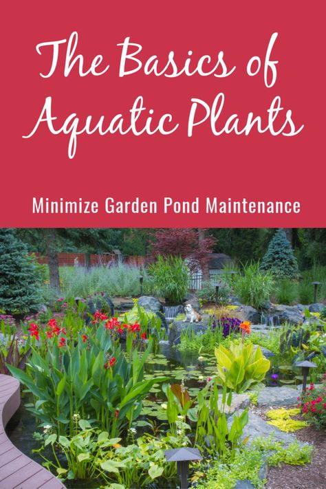 Marginal plants serve many functions such as adding beauty and providing valuable filtration. They are called “marginals” because they typically grow around the edges or “margins” of a pond or lake. #aquaticplants #watergarden #waterfeature #waterlilies #gardenpond Plants Around Pond Edge, Pond Plants Ideas, Pond Plants That Clean Water, Guppy Pond, Pond Planting, Bog Filter, Water Plants For Ponds, Diy Ponds Backyard, Floating Pond Plants