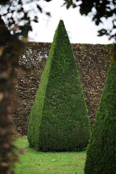 Pyramid shape hedge. Evergreen Gardens, Topiary Ideas, Garden Topiary, Formal Garden Design, Veranda Magazine, Garden Hedges, Topiary Plants, Pyramid Shape, Topiary Garden