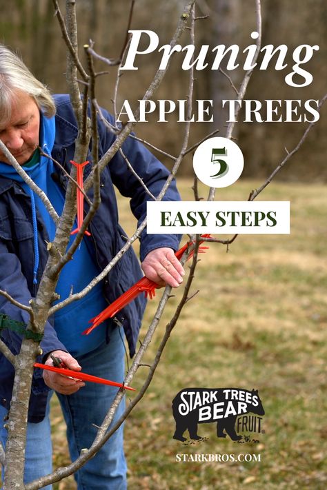 How To Trim An Apple Tree, Pruning Fruit Trees Apples, Apple Tree Pruning Guide, How To Trim Apple Trees, Trimming Fruit Trees Tips, How To Prune An Apple Tree, Pruning Apple Trees Branches, How To Prune Apple Trees, Prune Apple Tree