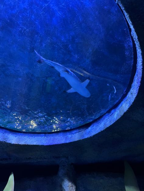 Cute shark aquarium, Florida summer Sharks In Aquariums, Sharks Aquarium, Shark Aquarium, Marine Core, Aquarium Aesthetic, Greenland Shark, Florida Aquarium, Aquarium Pictures, Shark Pictures