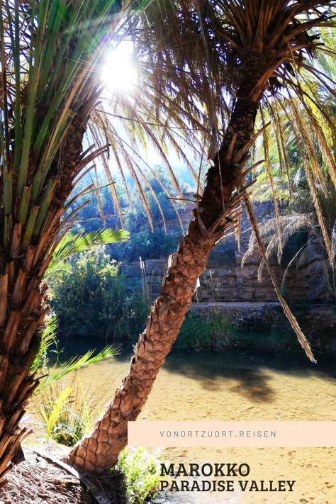 Wanderung ins Paradise Valley - geführter Halbtagesausflug ab Agadir Marokko / Paradise Valley / Agadir / Ausflug / Wandern #agadir #marokko #paradisevalley Paradise Valley, Tree Trunk, Plants