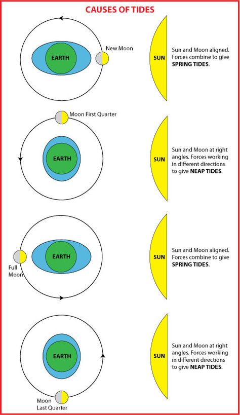 Causes of tides. Tides And The Moon, Moon Tides, Moon And Tides, Science Anchor Charts, 7th Grade Science, 8th Grade Science, Earth And Space Science, 4th Grade Science, 6th Grade Science