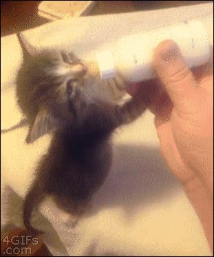 Just make sure to take it nice and easy: | 12 Nice and Toasty GIFs Perfect For This Frigid Weather Gatos Cool, Baby Kitty, Nightly Routine, Alternate Universe, Bedtime Story, Kitten Gif, Bedtime Routine, Baby Life, Night Routine