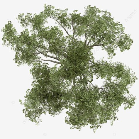 forest tree top view Greenery Texture, Cyrtostachys Renda, Tree Plan Photoshop, Plant Top View, Sabal Palmetto, Tree Plan Png, Arch Plan, Tree Top View, Tree Render