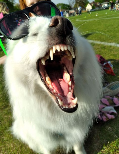 Samoyed dog yawning Yawning Expression Drawing, Dog Face Reference, Yawning Drawing Reference, Teeth Collection, Dog Yawning, Dogs Drawing, Dog Expressions, Borzoi Dog, Samoyed Dog