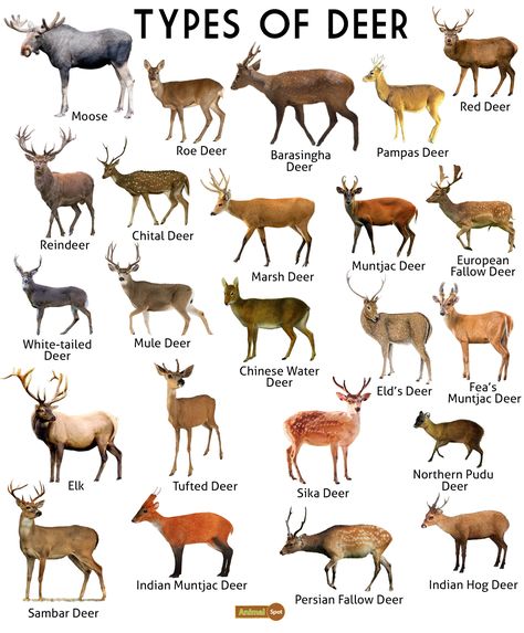 Deer Facts, Types, Diet, Reproduction, Classification, Pictures Deer Species Chart, Types Of Deer Chart, Types Of Antlers, Deer Types, Animal Kingdom Classification, Deer Facts, Therian Types, Deer Therian, Types Of Deer